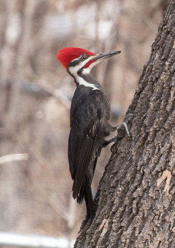 Backyard Pileated Woodpecker