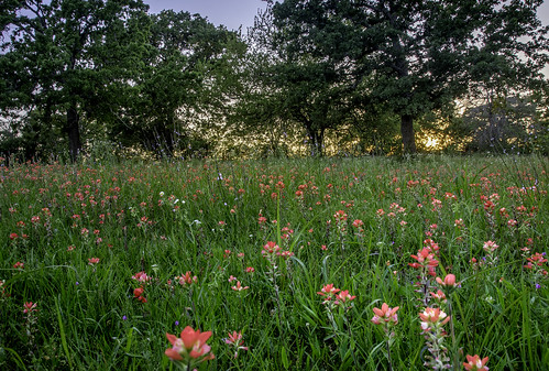 indianpaintbrush wildflowers texas spring sunset sundown