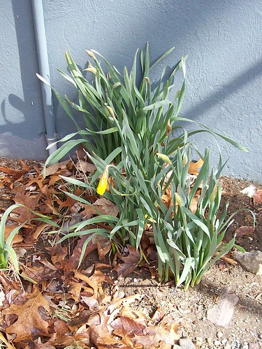 daffodils ready to bloom