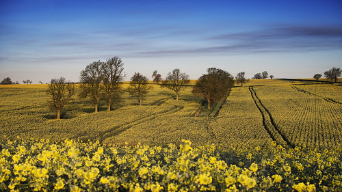 uk trees england field yellow sunrise gold dawn golden great northamptonshire daybreak rapeseed addington greataddington
