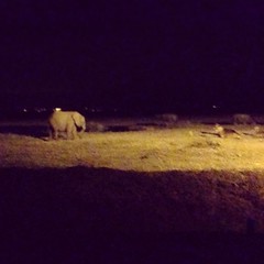 Baby elephant grazing outside our tents.