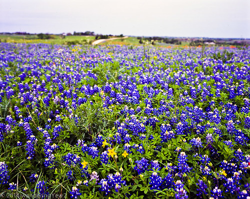 flower 120 mamiya film mediumformat texas bluebonnet 6x7 wildflower filmscan texaswildflowers mamiya7ii austincounty
