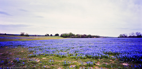 flower 120 film mediumformat texas bluebonnet panoramic wildflower filmscan texaswildflowers panoramiccamera 6x12 austincounty horseman6x12panoramiccamera horseman612panoramiccamera