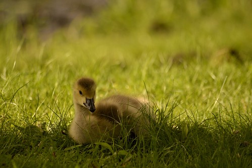 geese spring nikon goslings birdpark babygeese walpolemass franciswilliambirdpark d3100 nikond3100