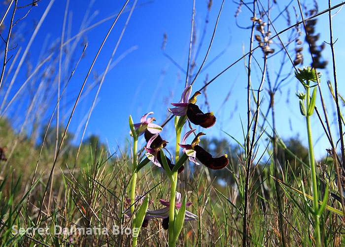 Bertolonijeva kokica | Bertoloni's bee orchid (Ophyrs bertolonii)