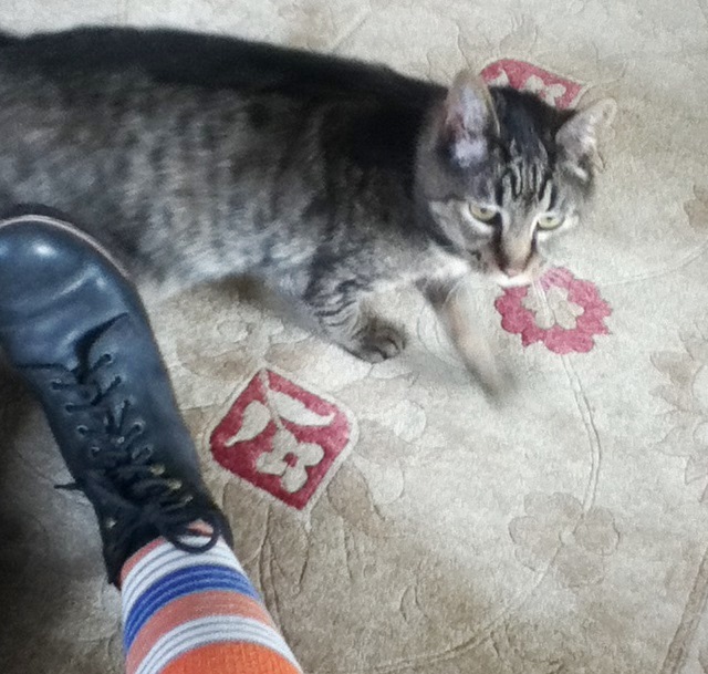 cat + black boots + orange and blue striped socks