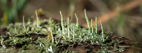france macro bug lichen printemps insecte leslandes aquitaine