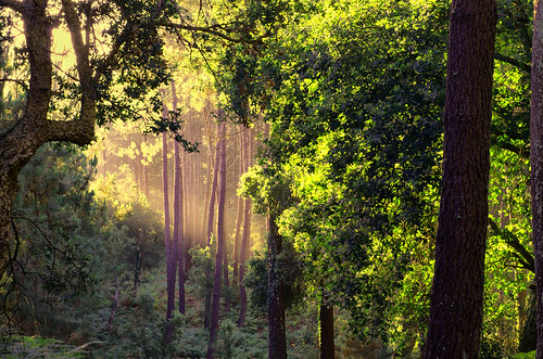 wood france color colour forest august nik wald farbe foret lightroom 2013 viveza