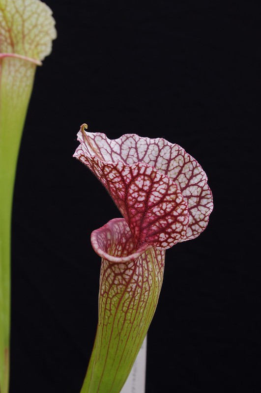 S. [(purpurea x leucophylla) x purpurea ssp. venosa] x Moorei 'Adrian Slack', clone A 14259453989_d59f76cbbd_c
