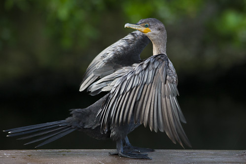 bird mexico cormorant rivieramaya