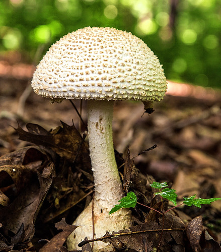 macro mushroom southcarolina annespringsclosegreenway forestmushrooms annesprings ftmillsouthcarolina draperwildliferefuge