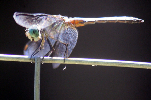 dragonfly 8898
