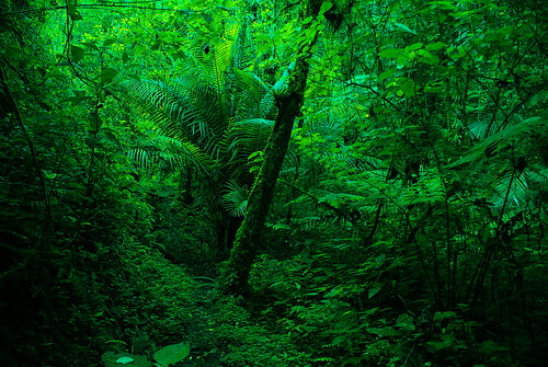 costarica jungle tropical cloudforest sangerardodedota riosavegrevalley