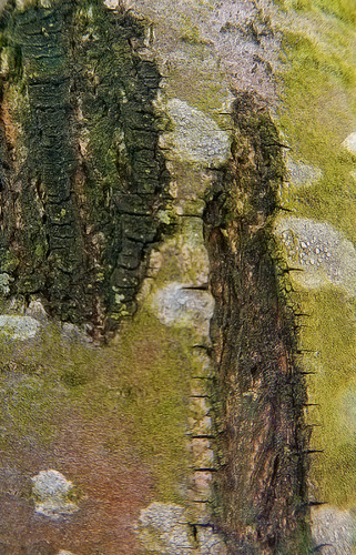 Green Lichen on Tree Bark Abstract