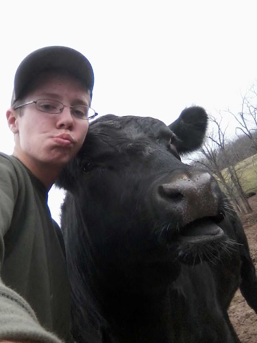 boy cow selfie