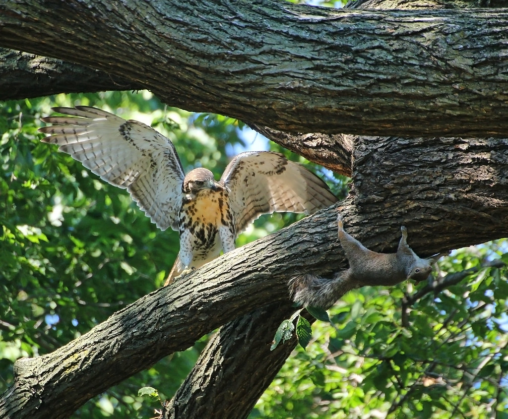 Red tail fledgling and squirrel