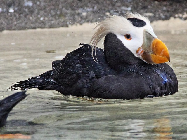 Tufted Puffin Sealife Ctr 2-20140620