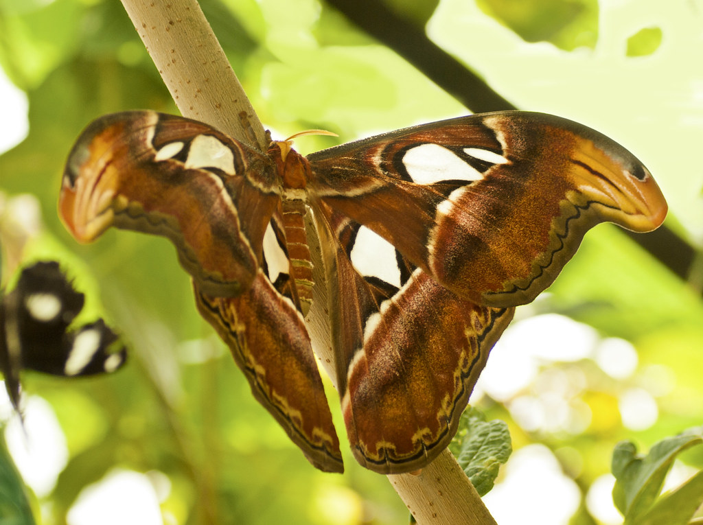 Atlas Moth (Attacus atlas)
