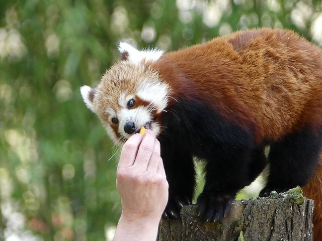 Roter Panda, Zoo Mulhouse