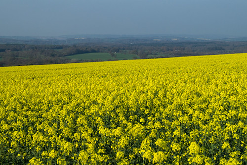 rapeseed field landscape hill yellow fareham hampshire sony alpha a58