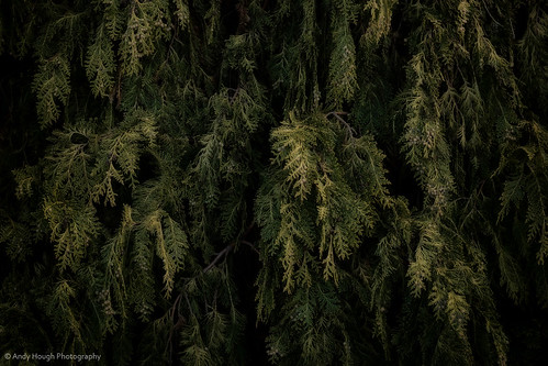england green unitedkingdom sony evergreen cypress conifer a77 playden sonyalpha andyhough lawsoncypress slta77 andyhoughphotography