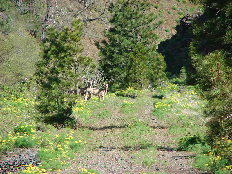 Deer coming up from Swale Creek