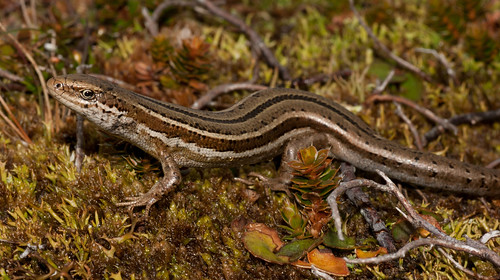 new reptile pass lizard zealand otago skink repens lindis toka oligosoma mahorahora