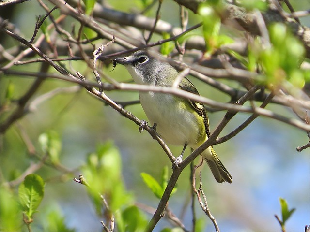 Blue-headed Vireo at Ewing Park in Bloomington, IL