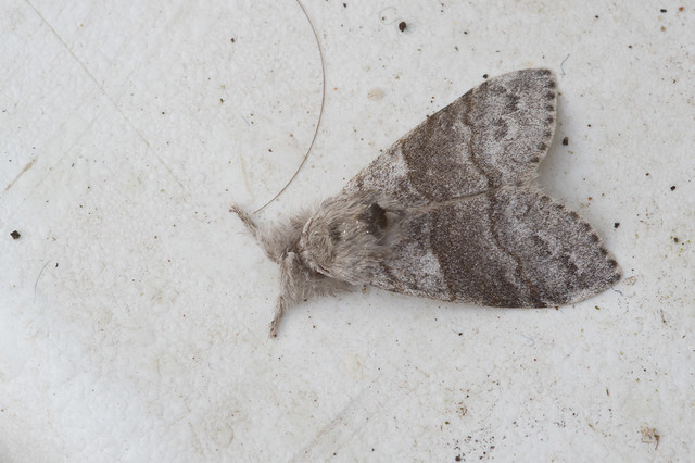 209: Pale Tussock