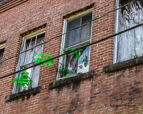 plant brick green window us wire unitedstates southcarolina growth powerline crossanchor augphotoimagery