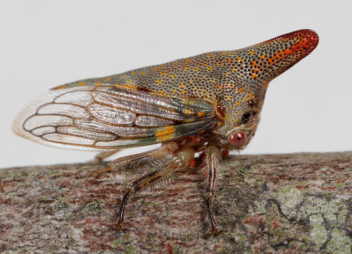 insect hemiptera membracidae platycotis platycotisvittata oaktreehopper northcarolina piedmont eol taxonomy:binomial=platycotisvittata canonmpe65mmf2815xmacrophoto explore