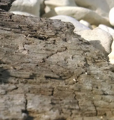 driftwood websterlake