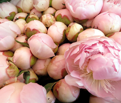 Peonies ~ from French farmers markets