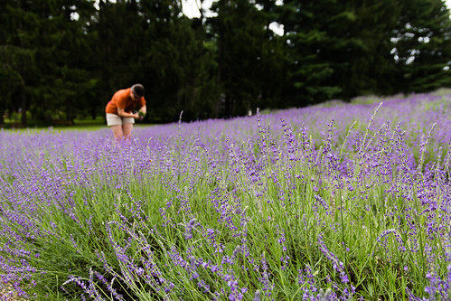 woman usa flower person purple kim michigan farm unitedstatesofamerica lavender overcast niles berriencounty lavenderhillfarm tokinasd1650mmf28dx eos60d