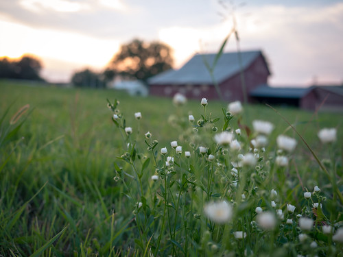 sunset grass barn yahoo kansas prairie wildflower whiteflowers