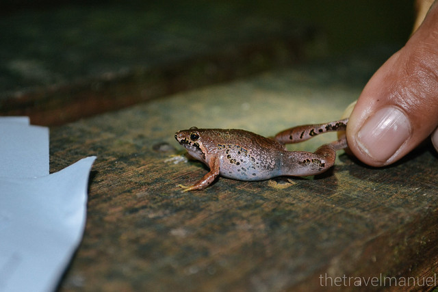 Sarawak Frogging