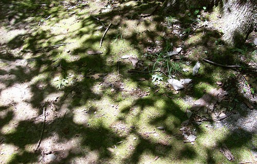 dappled shade