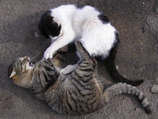 Playing Fighting Cats