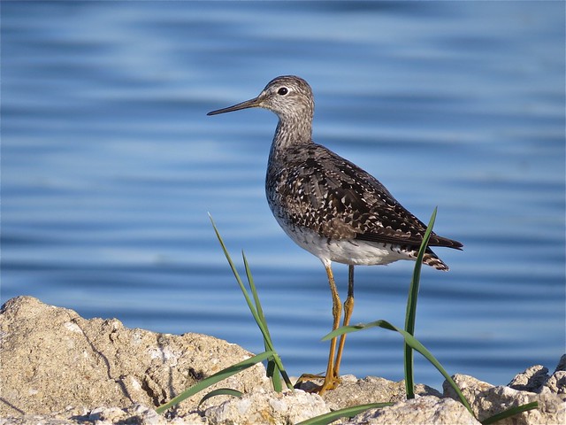 Lesser Yellowlegs at the Gridley Wastewater Treatment Ponds in McLean County, IL 02