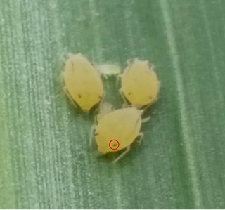 Picture of sugarcane aphid with cornicles circled