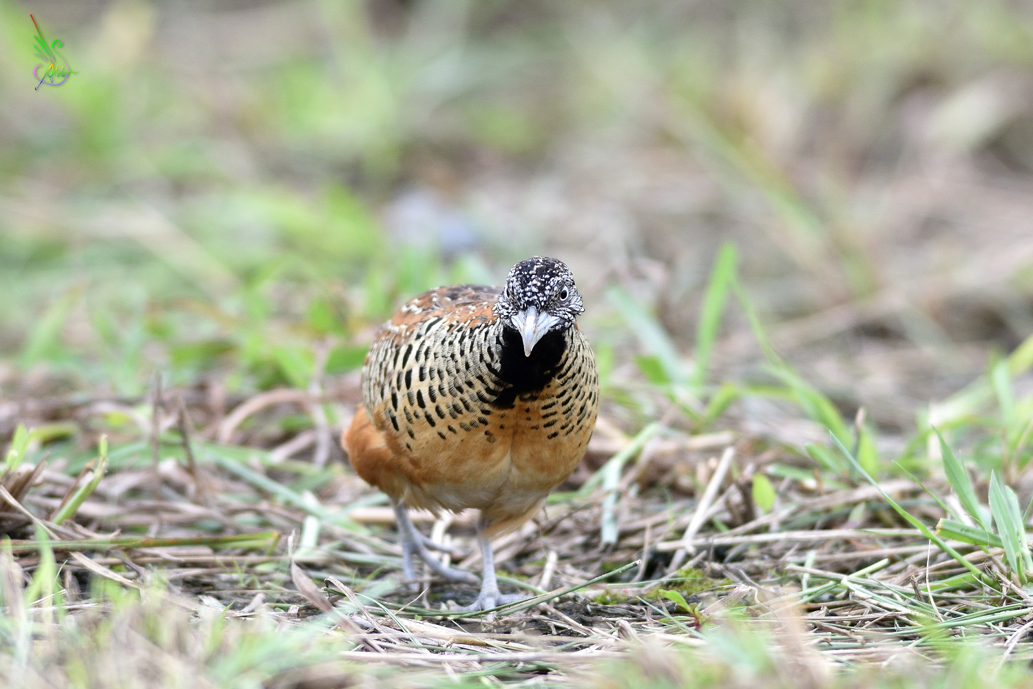 Barred_Buttonquail_3447