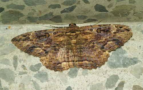 letis erebidae moth lepidoptera