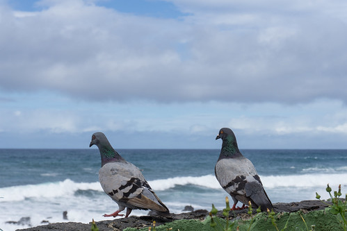 ocean pigeons dúfur view