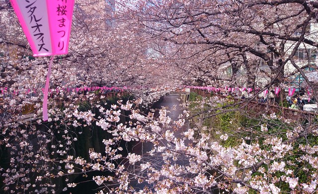 Cherry Blossom in NakaMeguro