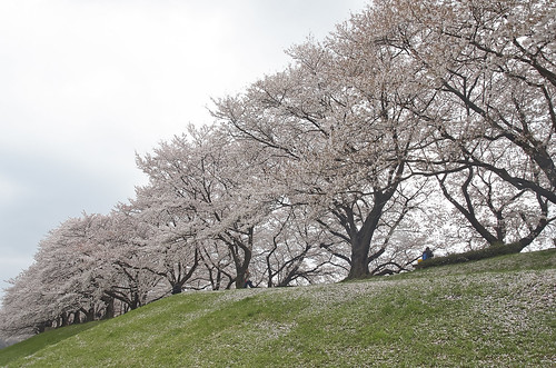 【写真】2014 桜 : 背割堤/2020-12-09/IMGP5776