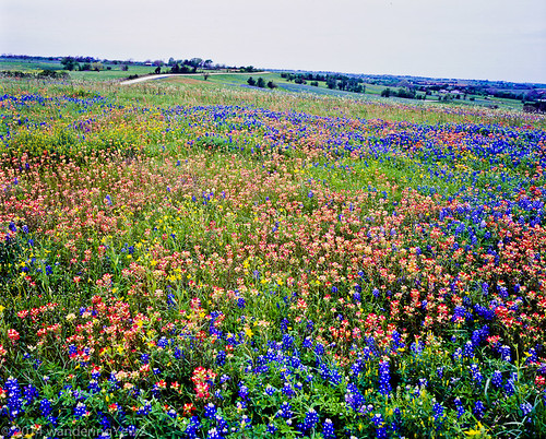 flower 120 mamiya film mediumformat texas bluebonnet 6x7 wildflower filmscan indianpaintbrush texaswildflowers mamiya7ii austincounty