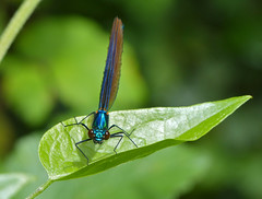 Beautiful Damselfly (Calopteryx virgo) male - Photo of Ceilhes-et-Rocozels