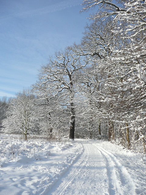 verschneite Bäume , Rabeninsel , Halle(Saale) , Winter 2010