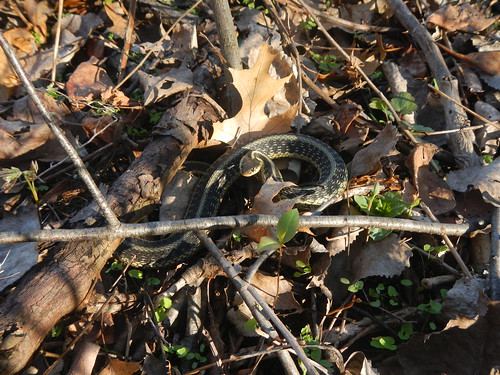 geotagged spring snake indiana elkhart gartersnake bootlakenaturepreserve nikoncoolpixaw100