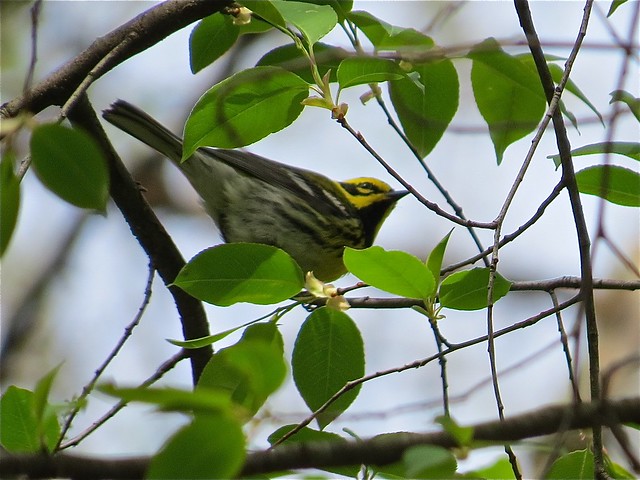 Townsend's Warbler at Ewing Park in Bloomington, IL 01